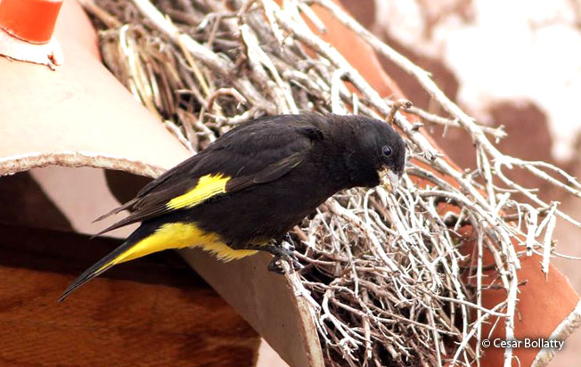 black_siskin
