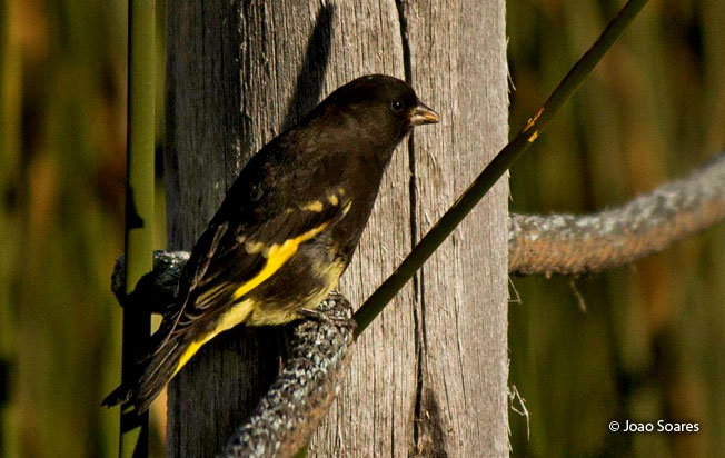 black_siskin