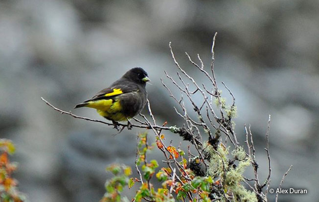 black_siskin