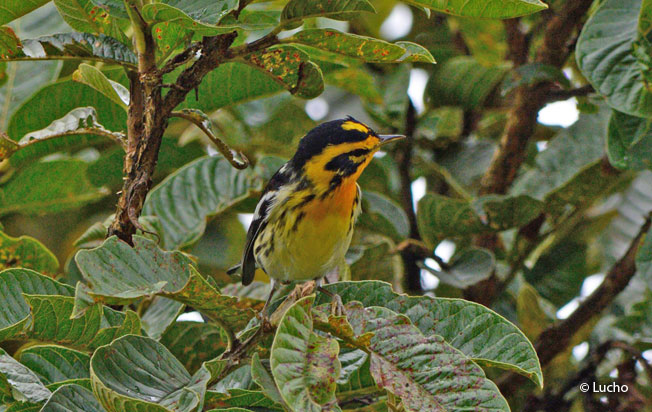 blackburnian-warbler