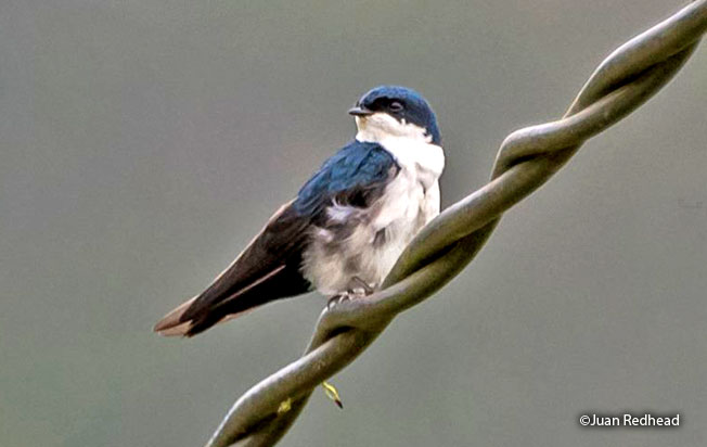 blue-and-white-swallow