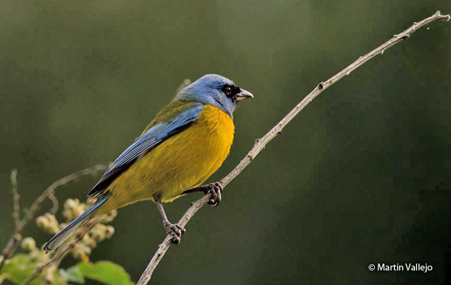 blue-and-yellow_tanager