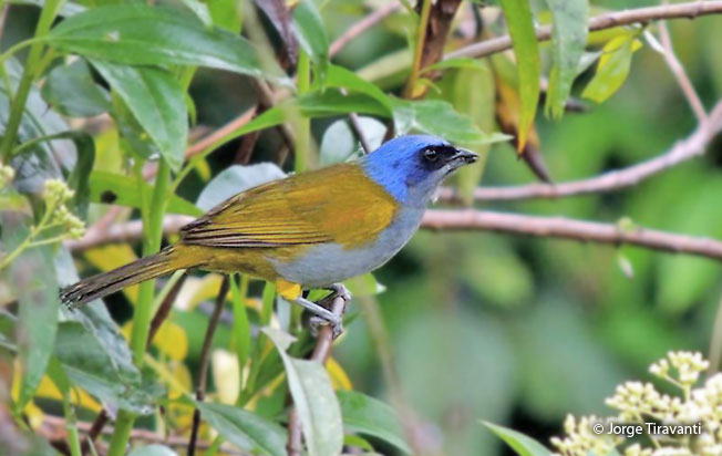 blue-capped_tanager