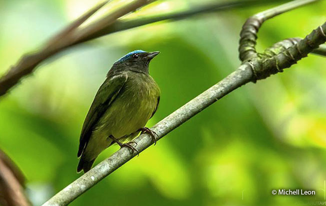 blue-crowned_manakin