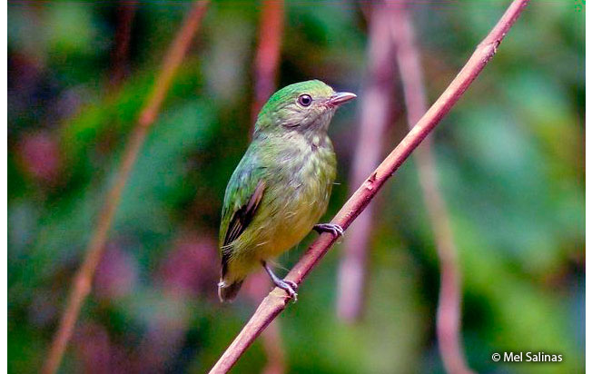 blue-crowned_manakin