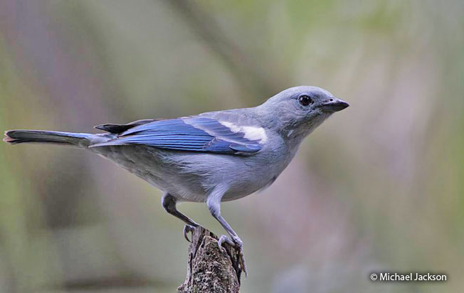 blue-gray_tanager