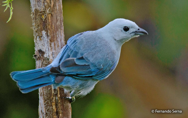 blue-gray_tanager