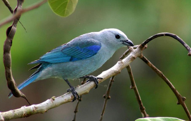blue-gray_tanager