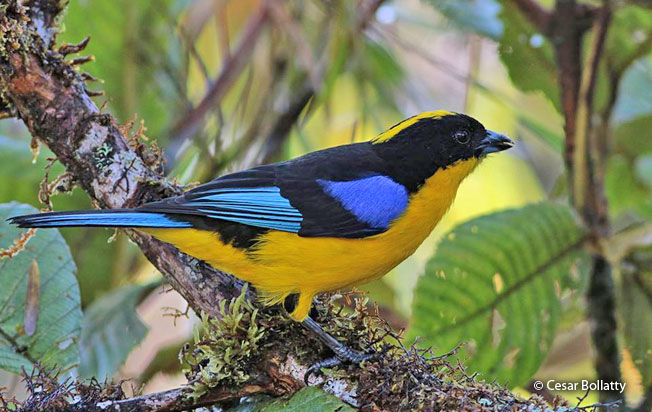 blue-winged_mountain-tanager