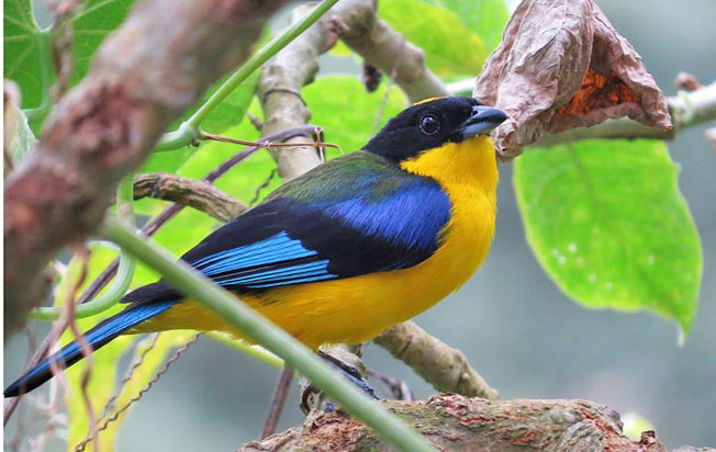 blue-winged_mountain-tanager