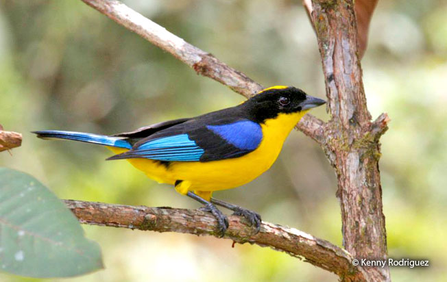 blue-winged_mountain-tanager