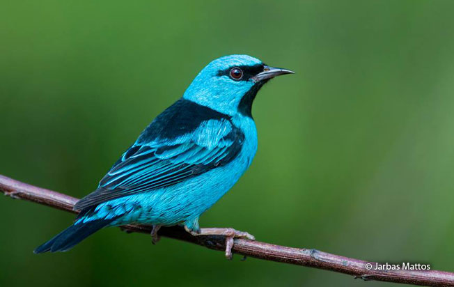 blue_dacnis