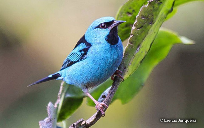 blue_dacnis
