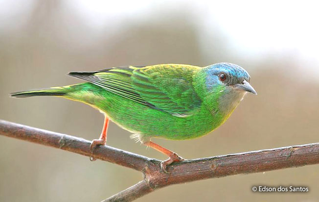 blue_dacnis