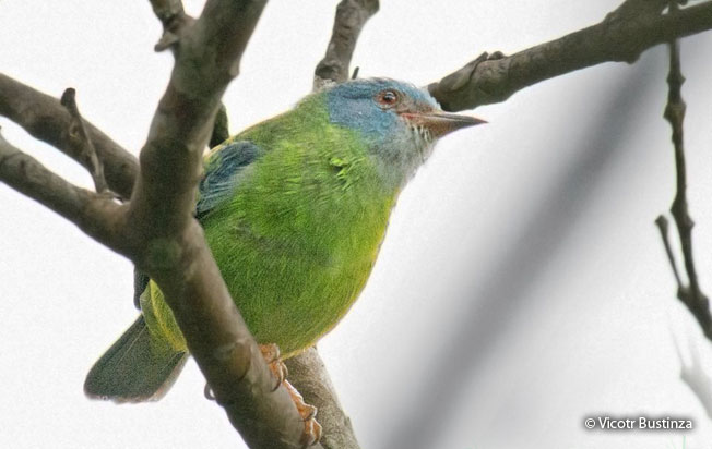 blue_dacnis