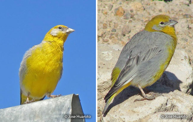 bright-rumped_yellow_finch