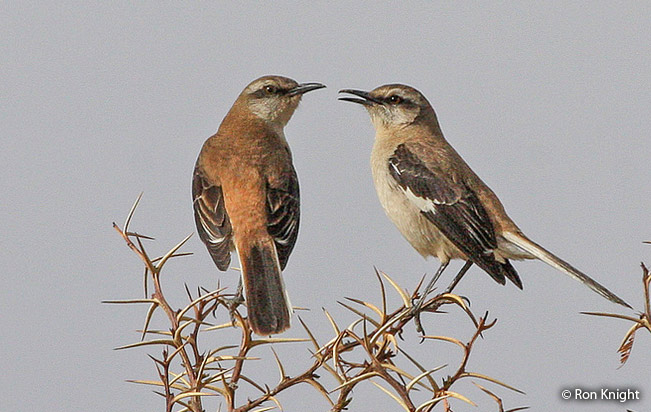brown-backed_mockingbird