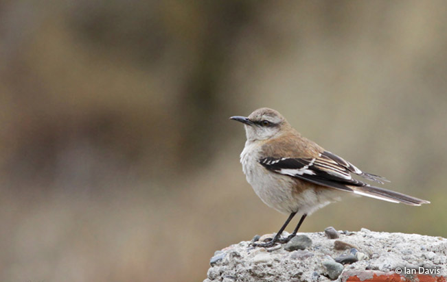 brown-backed_mockingbird