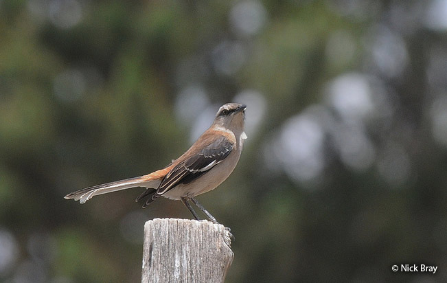 brown-backed_mockingbird