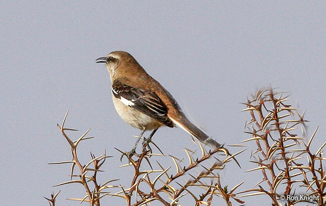 brown-backed_mockingbird