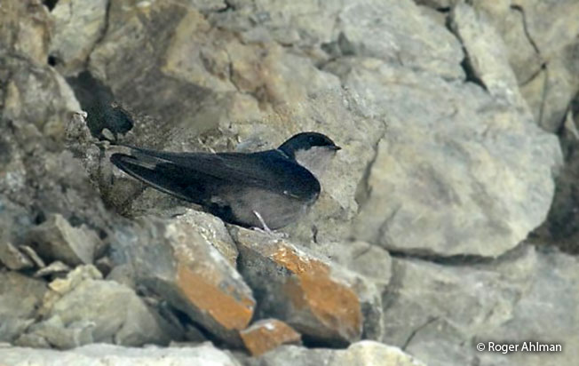 brown-bellied_swallow