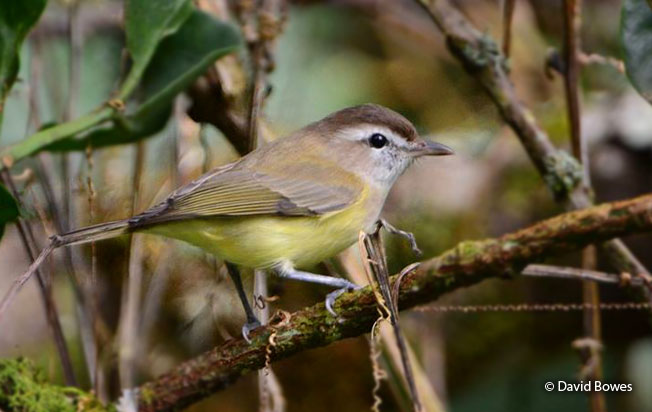 brown-capped_vireo