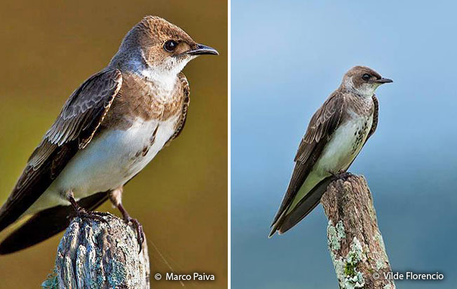 brown-chested_martin