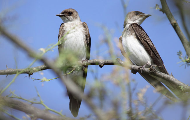 brown-chested_martin
