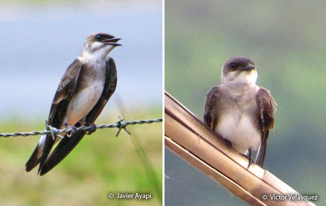 brown-chested_martin