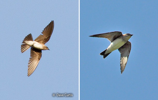 brown-chested_martin