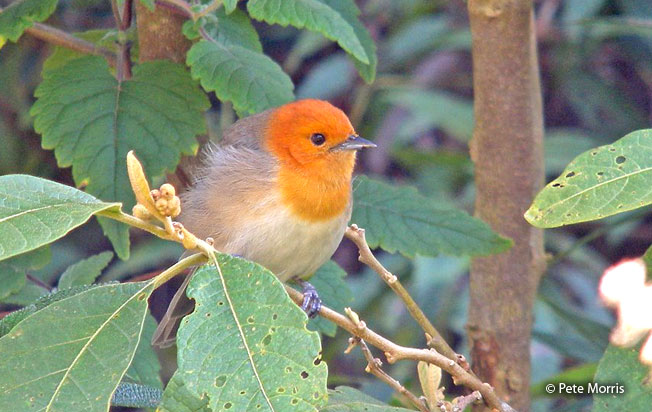 brown-flanked_tanager