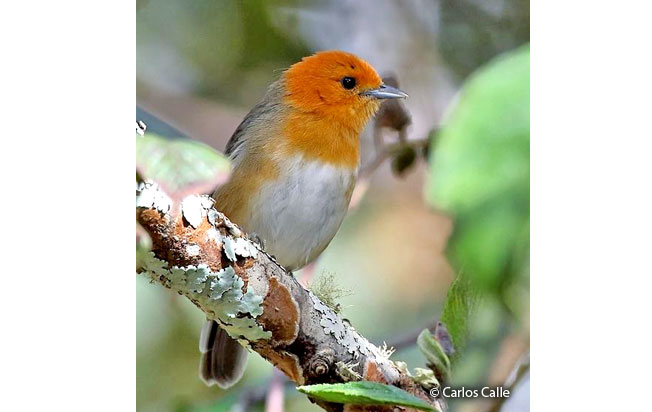 brown-flanked_tanager
