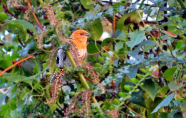 brown-flanked_tanager