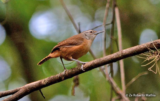 buff-breasted_wren