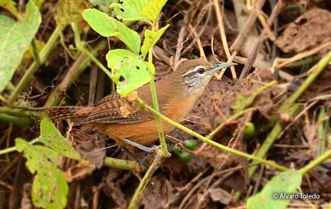 buff-breasted_wren