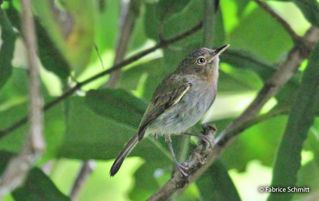 buff-throated_tody-tyrant