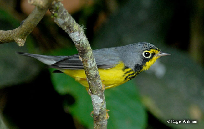canada_warbler