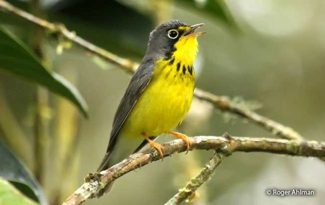 canada_warbler