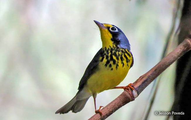 canada_warbler
