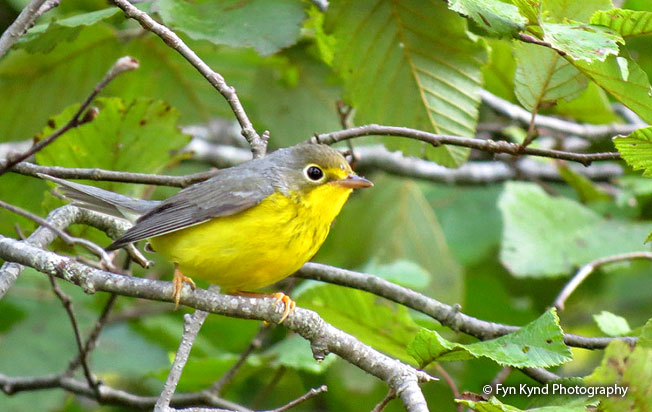 canada_warbler