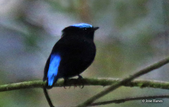 cerulean-capped_manakin