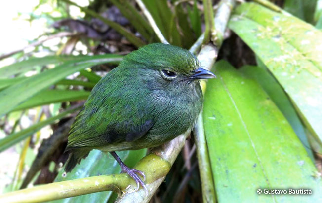 cerulean-capped_manakin