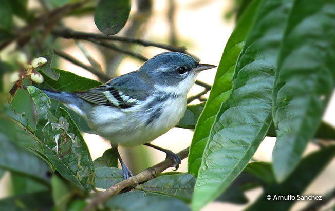 cerulean-warbler