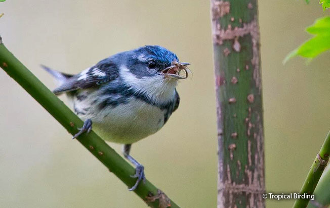 cerulean-warbler