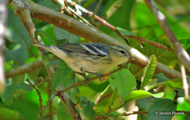cerulean-warbler