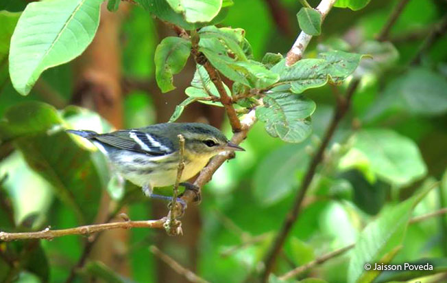 cerulean-warbler