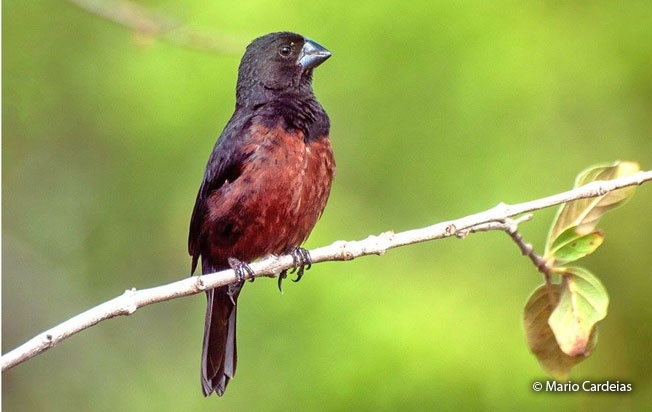 chestnut-bellied_seed-finch