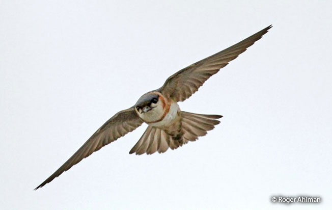 chestnut-collared_swallow