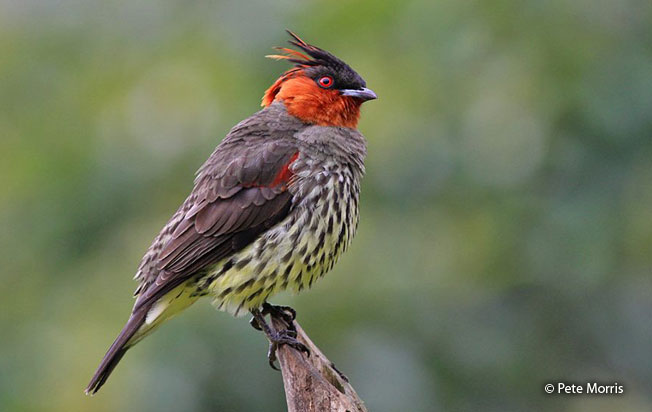 chestnut-crested_cotinga