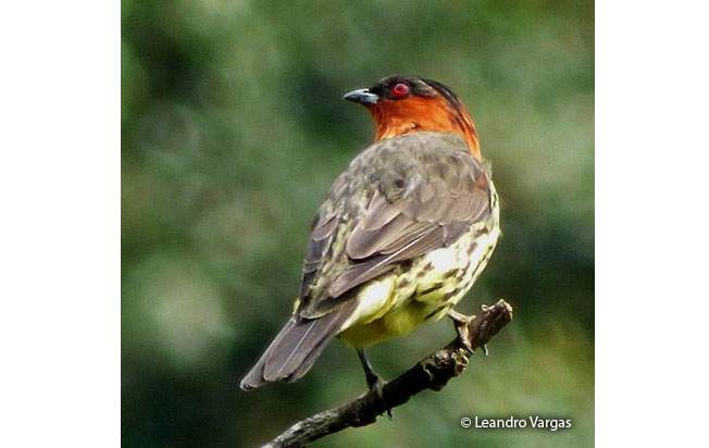 chestnut-crested_cotinga